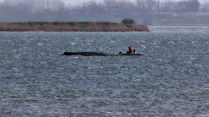 Archivbild: Marcus Golejewski/dpa
Auch in der Nacht beobachtete die Polizei den Buckelwal weiter.