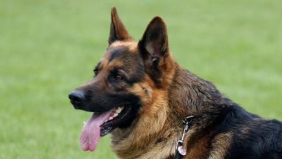 Symbolbild: Patrick Pleul/dpa
Ein Schäferhund biss auf einem Spielplatz in Raigering ein Mädchen (12).
