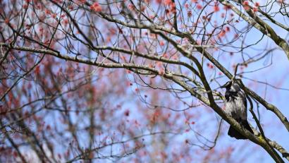 Bild: Britta Pedersen/dpa
Damit es für die Vogelwelt ein gutes Frühjahr wird, ist es laut dem Experten wichtig, dass es nicht zu trocken wird. (Archivbild)