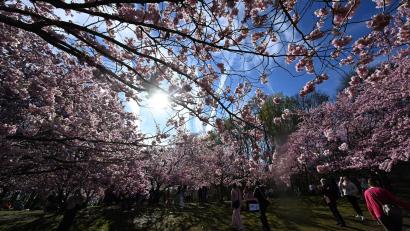 Bild: Felix Hörhager/dpa
Im Münchner Olympiapark blühen bereits die Bäume.