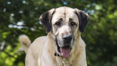 Symbolbild: Christoph Schmidt
Bei Amberg ist ein nicht angeleinter Hund – hier nur ein Symbolbild – auf die Bundessstraße gelaufen und in den Verkehr geraten.