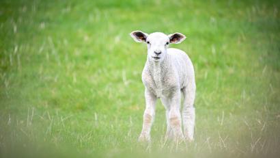 Symbolbild: Sina Schuldt/dpa
Zwei Männer sollen in Burglengenfeld ein Schaf ohne Betäubung geschlachtet haben.
