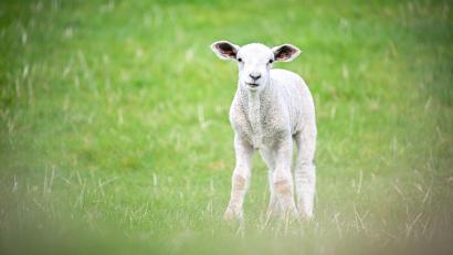 Bild: Sina Schuldt/dpa
In der Oberpfalz haben zwei Männer mutmaßlich ein Lamm illegal geschächtet. (Symbolbild)