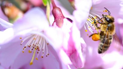 Bild: Sven Hoppe/dpa
In Bayern ist der Frühling zurückgekehrt. (Archivbild)