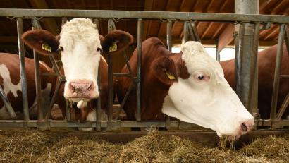 Symbolbild: Angelika Warmuth/dpa
Der Besitzer bringt die Kuh schließlich in ihren Stall zurück.