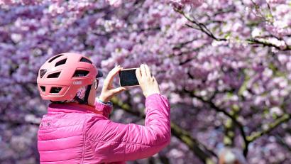 Bild: Malin Wunderlich/dpa
Eine Frau macht Fotos von den Kirschblüten im Olympiapark in München.