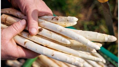Symbolbild: Daniel Karmann/dpa
Nach der Ernte wird der Spargel gewaschen, sortiert und für den Verkauf vorbereitet. Auf dem Brunnerhof in Neubau bei Weiden ist die Ernte der Saison 2026 angelaufen. Bis Mitte Juni werden dort in Handarbeit rund 6 Tonnen Spargel gestochen.