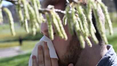 Bild: Bernd Weißbrod/dpa
Birkenpollen sind nun auf dem Saisonhöhepunkt. (Symbolbild)