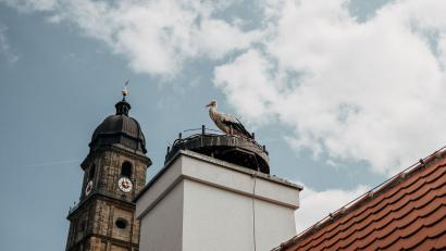 Bild: Anna Bogner
Das Storchenpaar hat sein Nest auf dem Dach des Bootshauses Amberg wieder bezogen. Durch eine neu installierte Storchenkamera kann das Geschehen im Nest nun hautnah miterlebt werden.
