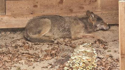 Bild: Umweltbehörde Hamburg/dpa
Der Wolf, der eine Frau in Hamburg verletzt hat, lag in einer Wildtierauffangstation bei Sachsenhagen. (Handout)