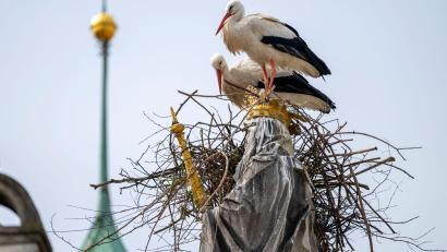 Bild: Peter Kneffel/dpa
Die Störche wollen auf dem Haupt der Mutter Gottes ihr Nest bauen.
