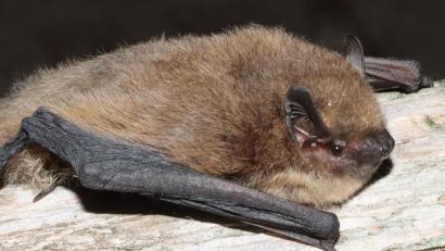 Bild: Stiftung "Fledermaus"
Fledermaus-Experte Rolf Dorn ist sich ziemlich sicher, dass es sich bei den Gästen von Familie Raab in Fensterbach um die Zwergfledermaus "Pipistrellus pipistrellus" (Bild) oder die Mückenfledermaus handelt.