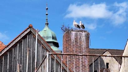 Bild: bl
Das neue Storchenpaar in Pfreimd scheint ein städtisches Umfeld zu bevorzugen und hat hier auf dem selbst gebauten Horst zwischen Rosengasse und Marktplatz einen guten Blick auf den Kirchturm.