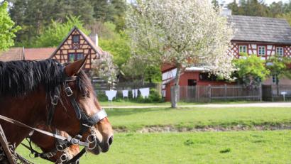 Bild: Eva Gröninger
Es ist ein besonderes Erlebnis für Familien auf dem Gelände des Freilandmuseums Oberpfalz: Am Ostermontag können Besucher an einem interaktiven Ostersuchspiel teilnehmen.