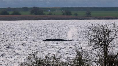 Bild: Marcus Golejewski/dpa
Das Umweltministerium Mecklenburg-Vorpommern hat entschieden, den Wal vor der Insel Poel weiter in Ruhe zu lassen. (Archivbild)