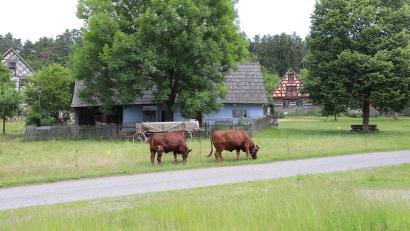 Bild: Eva Gröninger/Freilandmuseum Oberpfalz/exb
Die Museumsrinder vor dem historischen Hütehaus im Freilandmuseum Oberpfalz.