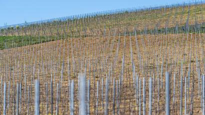 Bild: Andreas Arnold/dpa
Die gesamte Rebfläche in Deutschland wird kleiner. (Symbolbild)
