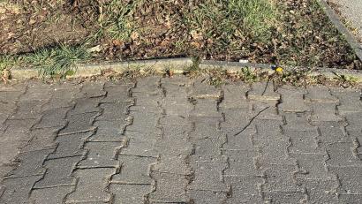 Bild: san
Die Wurzeln des am Zugang zum Parkplatz des Hockermühlbades gefällten Baumes haben wohl das Pflaster angehoben.