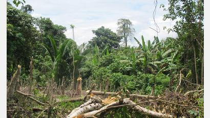 Bild: Christiane Oelrich/dpa
Der Zyklon „Maila“ hat Teile von Papua-Neuguinea mit voller Wucht getroffen. (Symbolbild)