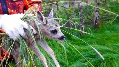 Symbolbild: ubb
Bevor gemäht wird, sollte die Wiese nach Jungtieren abgesucht werden.