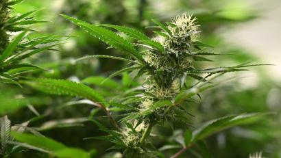 Bild: Martin Schutt/dpa
Vereine können seit dem 1. Juli 2024 Anträge für Cannabis-Anbauvereinigungen stellen. (Symbolbild)