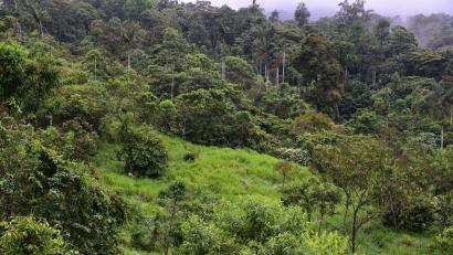 Bild: Nico Blüthgen/TU Darmstadt/dpa
Dieser sich regenerierende Wald war noch vor wenigen Jahren eine Weide.