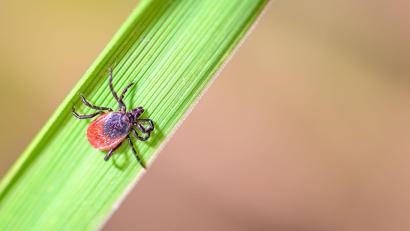 Bild: Patrick Pleul/dpa
Der Holzbock kann Borrelien und FSME-Viren auf Mensch und Tier übertragen.