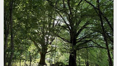 Bild: Michael Bauer/DPA
Die Rhön ist wie hier in ihrem bayrischen Teil Lebensraum alter knorriger Bäume. (Archivbild)