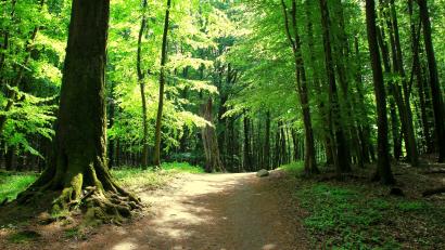 Symbolbild: Picasa – stock.adobe.com
Der Aufenthalt unter Bäumen ist gut für Körper und Seele.