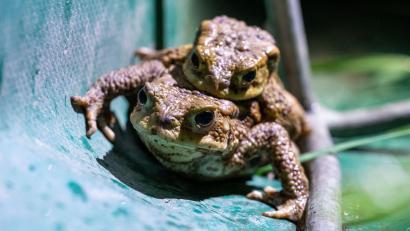 Bild: Pia Bayer/dpa
Wegen der Kälte sind die meisten Amphibien in diesem Jahr erst ab Ende März auf Wanderschaft gegangen.
