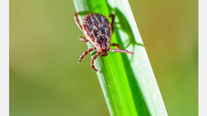 Bild: Patrick Pleul/dpa
Je nach Areal sind 5 bis 50 Prozent der Zecken in Deutschland mit Borreliose infiziert.