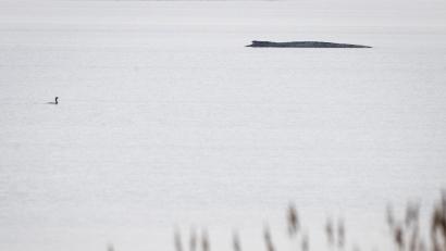 Bild: Philip Dulian/dpa
Seit dem 31. März liegt der Buckelwal in etwa 1,50 Meter Wassertiefe vor Poel.