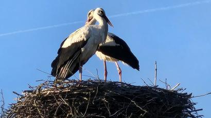 Bild: Geschichtspark Bärnau-Tachov
Das Bärnauer Storchenpaar ist zurück in seinem Horst auf einem abgesägten Baum beim Geschichtspark.