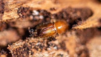 Bild: Armin Weigel/dpa
Ein Borkenkäfer auf einer Baumrinde. (Archivbild)