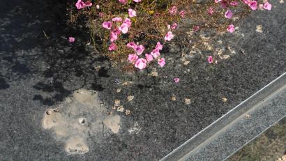 Archivbild: Wolfgang Steinbacher
Auf dem Katharinenfriedhof waren Grabschänder am Werk. Der Schaden ist enorm.