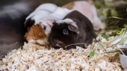 Bild: Paul Zinken/dpa
Die Polizei hat 20 Meerschweinchen in mit Einstreu ausgelegten Kisten gefunden. (Symbolbild)