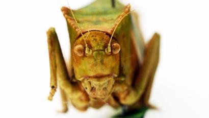 Bild: Uli Deck/dpa
Riesenblattschrecken zählen zu den größten Insekten der Welt.