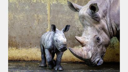 Bild: David Ebener/dpa
Nashorn-Mama „Amalie“ und ihr männliches Junges „Liam“ stehen im Zoo in Osnabrück.
