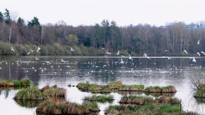 Bild: Robert Dotzauer
Viele Jahrhunderte war die Lachmöwe der Charaktervogel des Schutzgebietes. Noch vor einem Jahrzehnt war die Lachmöwenkolonie im Naturschutzgebiet am Großen Rußweiher ein besonderer Hingucker.