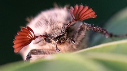Bild: Boris Roessler/dpa
Maikäfer profitieren von den trockenen Bedingungen im Hessischen Ried. (Archivbild)