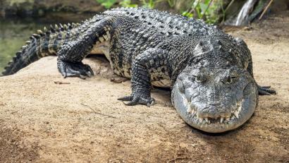 Bild: Daniel Zupanc/Zoo Wien/dpa
Das mehr als zwei Meter lange Beulenkrokodil wurde viele Jahre in einem Schrebergarten in Thüringen gehalten, kam dann in eine Auffangstation nach München und ist jetzt im Tierpark Schönbrunn in Wien zuhause.