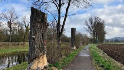 Bild: Michael Winkler, Wasserwirtschaftsamt Weiden
Zwischen den gekappten Hybridpappeln pflanzt das Wasserwirtschaftsamt Weiden nun standortgerechte und klimaresistente Bäume.