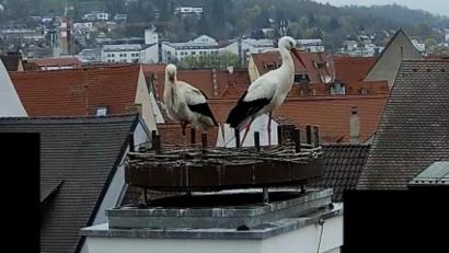 Screenshot: Andreas Ascherl
Gestatten, das sind Adele und Bartl, die beiden Störche auf dem Bootshaus in Amberg.