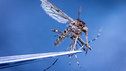 Bild: Jens Büttner/dpa
In Island wurden erstmals Stechmücken entdeckt. (Illustration)