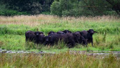 Bild: Bernd von Jutrczenka/dpa
Eine mögliche Bewirtschaftung für nasse Flächen bieten Wasserbüffel, die mit dem feuchten Untergrund gut zurechtkommen. (Archivbild)
