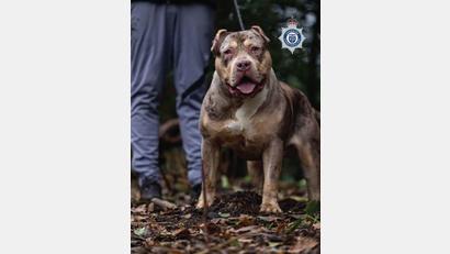 Bild: Cheshire Police/PA Wire/dpa
Untersuchungen hätten ergeben, dass der XL-Bully Toretto bereits angefangen hatte, den Mann bei lebendigem Leib zu fressen, berichtet die Nachrichtenagentur PA.