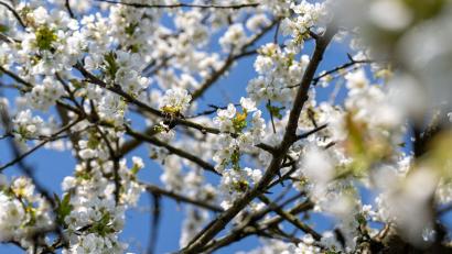 Bild: Pia Bayer/dpa
Der Frühling setzt sich langsam auch in Bayern durch (Archivbild).