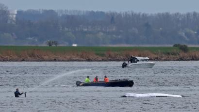 Bild: Bernd Wüstneck/dpa
Die Rettungsaktion läuft, aber der Wal sollte am Samstag nicht mehr transportiert werden.