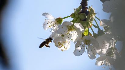 Bild: Pia Bayer/dpa
Die Kirschblüte in Franken ist noch in vollem Gange. (Archivbild)