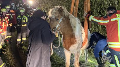 Bild: mde
Pferd Djarfur wurde von Hilfskräften der Polizei und Feuerwehr gerettet.